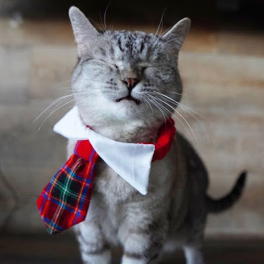 Meet your Posher, Kiran